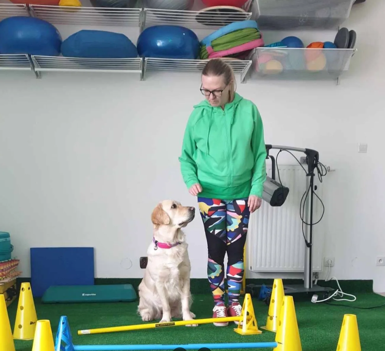 Golden retriever ćwiczy na torze z pachołkami pod okiem fizjoterapeutki