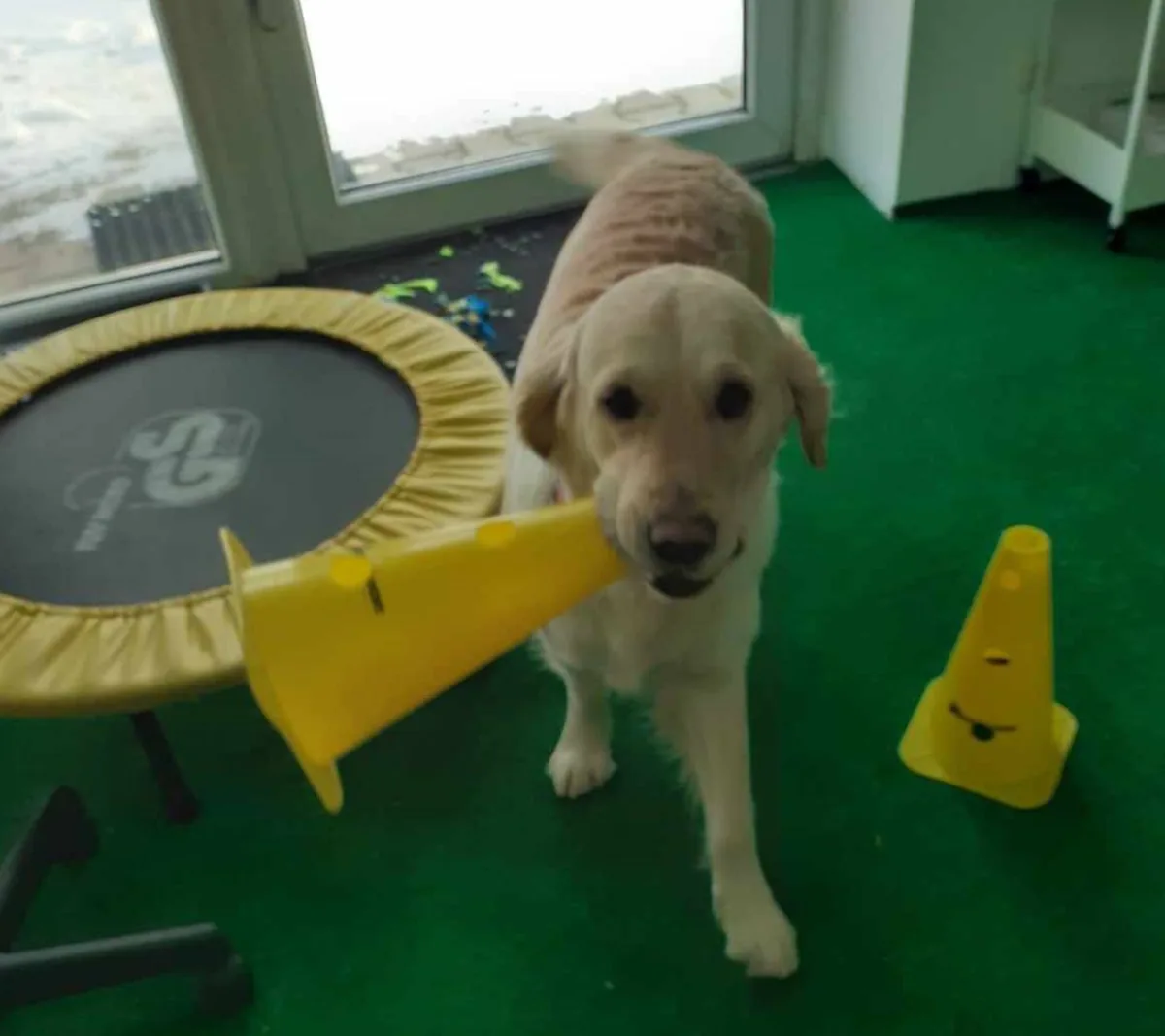 Labrador bawi się pachołkiem w salce treningowej