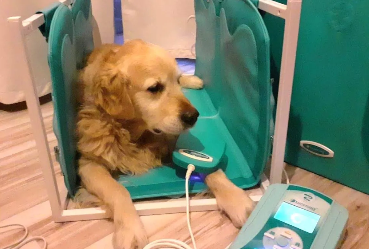 Golden retriever podczas zabiegu pola magnetycznego
